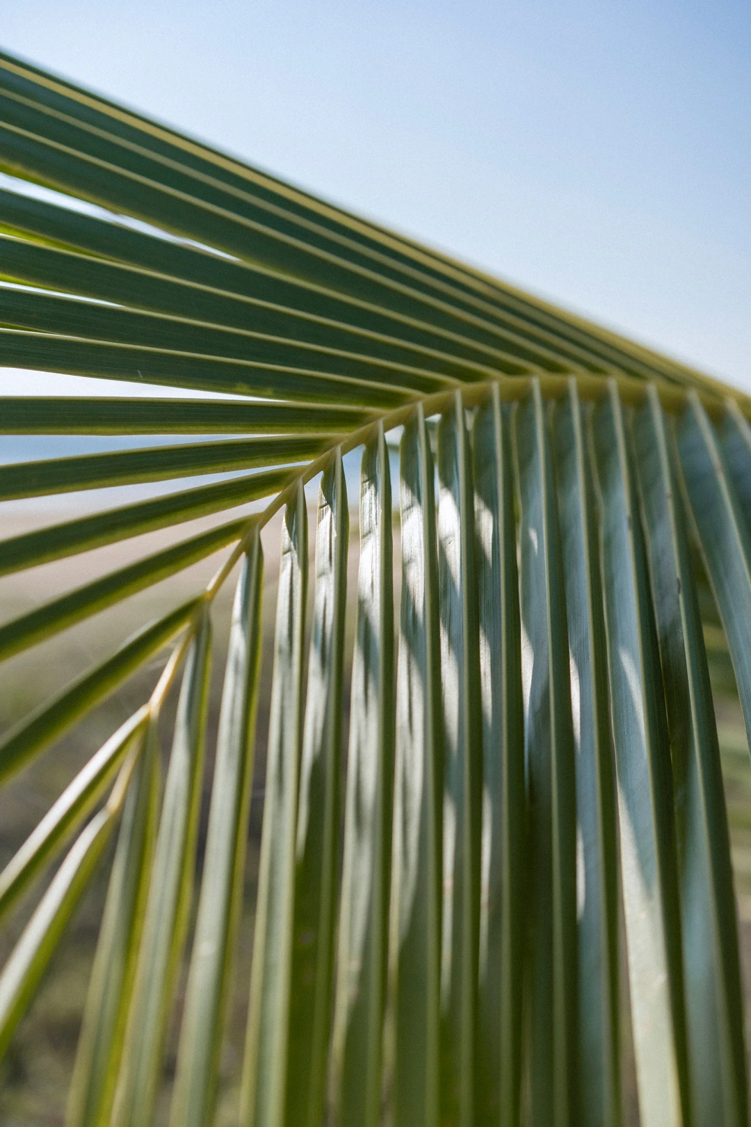 hojas verde de palmeras